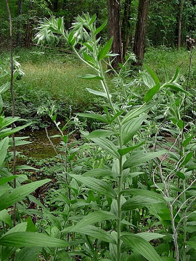 {Lithospermum occidentale}